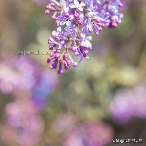 清华大学校河河水与普通瓶装水对比分析