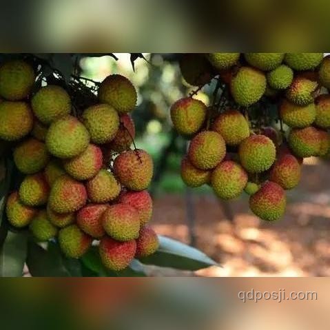 荔枝贪食迷雾：跨界健康预警与青少年创新引导