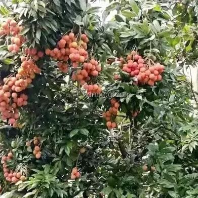 《长安的荔枝》中荔枝树整运可行性对比分析